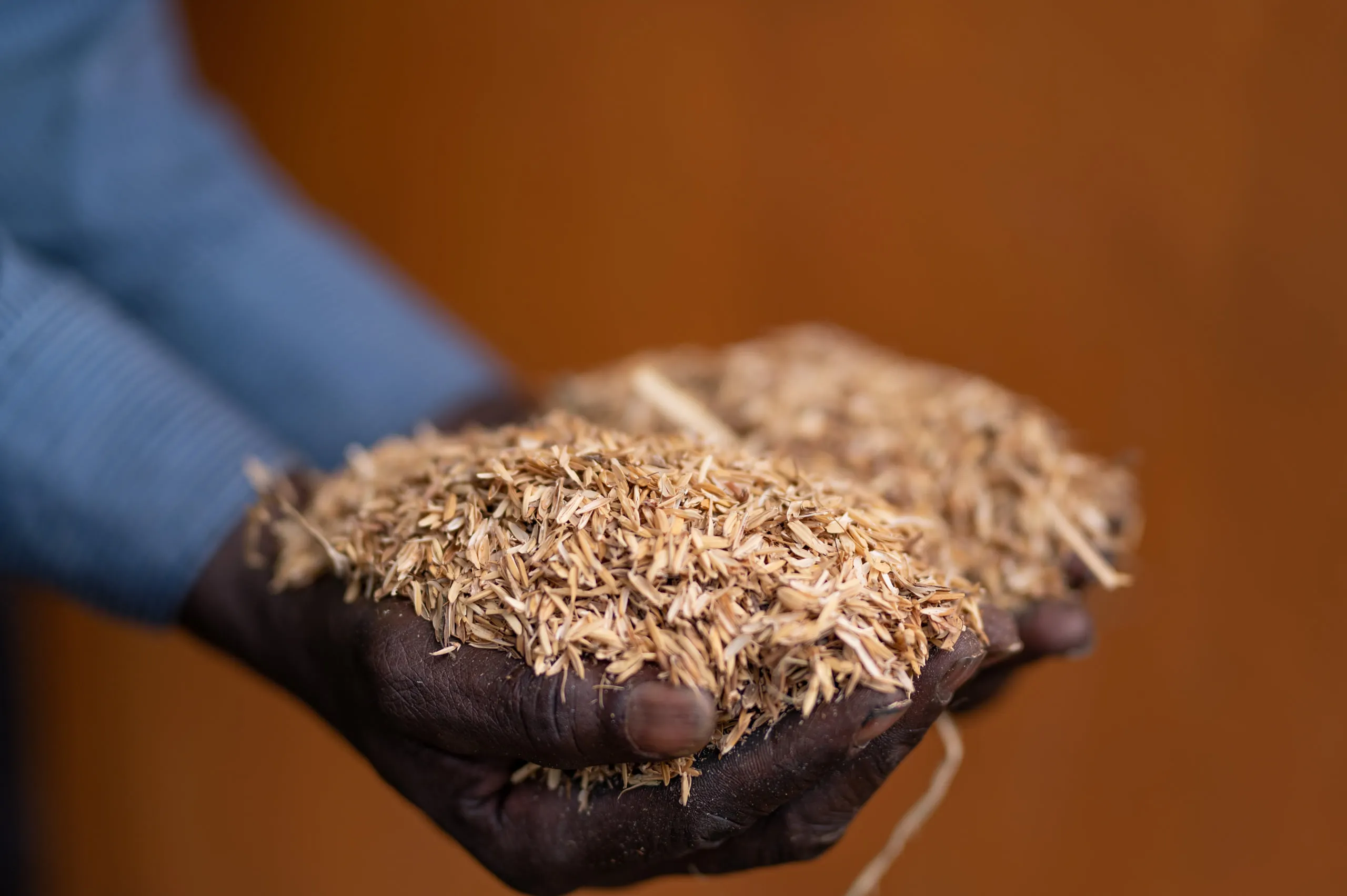 Rice husk feedstock held in cupped hands