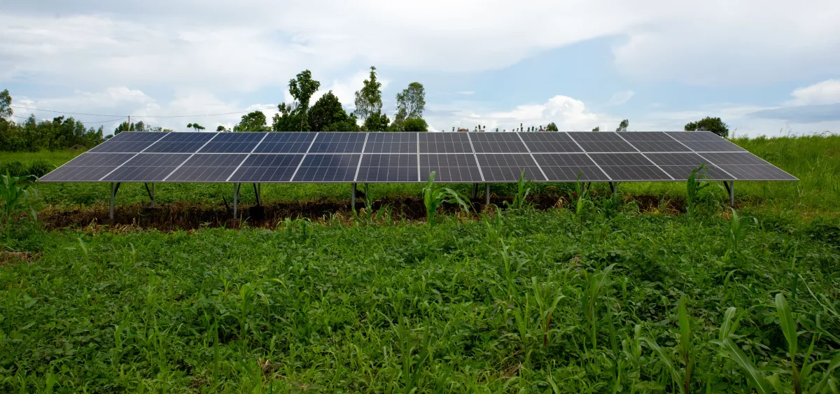 Young crops growing in the field beside the ground-mounted solar array