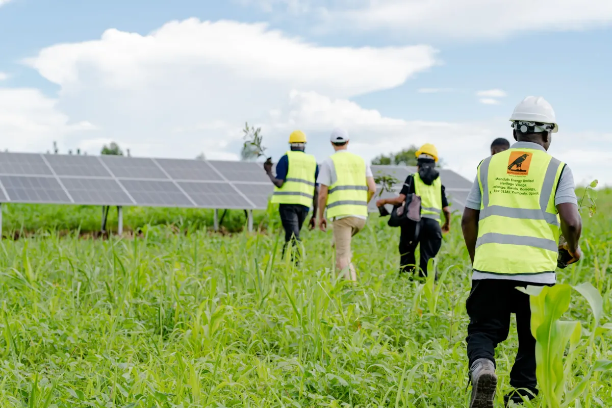Staff walking a crop line through the tall grass beside the array